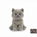 Living nature - British Grey Shorthair Kitten
