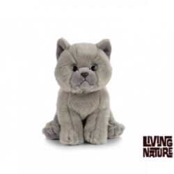 Living nature - British Grey Shorthair Kitten