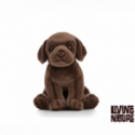 Living nature - Chocolate Labrador Puppy