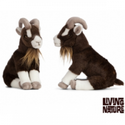 Living nature - Brown Goat Sitting