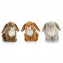 Living nature - French Lop Eared Rabbit