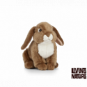 Living nature - French Lop Eared Rabbit