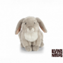 Living nature - French Lop Eared Rabbit