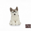 Living nature - Husky