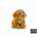 Living nature - Cavapoo
