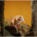 Living nature - Sabre Toothed Tiger