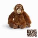 Living nature - Orangutang