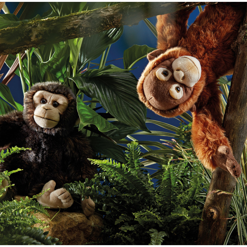 Living nature - Orangutang