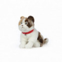 Living nature - Scottish Fold Cat