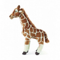 Living nature - Giraffe Large
