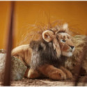 Living nature - Male Lion Large
