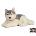 Living nature - Giant husky